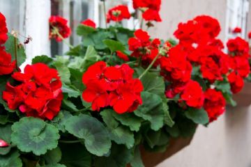 AVVISO: SMANTELLAMENTO PIANTINE FLOREALI