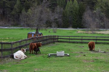 Mucche Highlander al pascolo